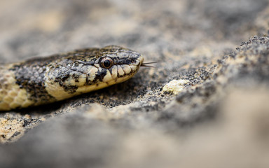 false smooth snake in nature.