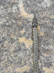 false smooth snake in nature.