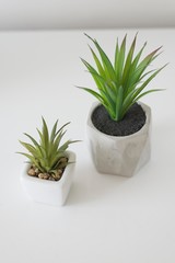 plant in pot isolated