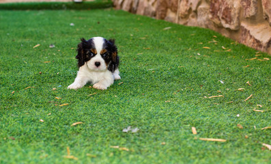 small cute King Charles Spaniel black and white puppy lay on back yard synthetic green grass ground and looking at camera, domestic pet portrait photography with empty copy space for text