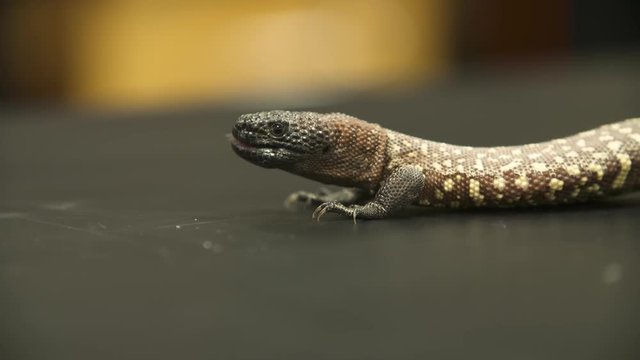 Handheld, medium close up shot of a gila monster hissing at a hand, then backing away.
