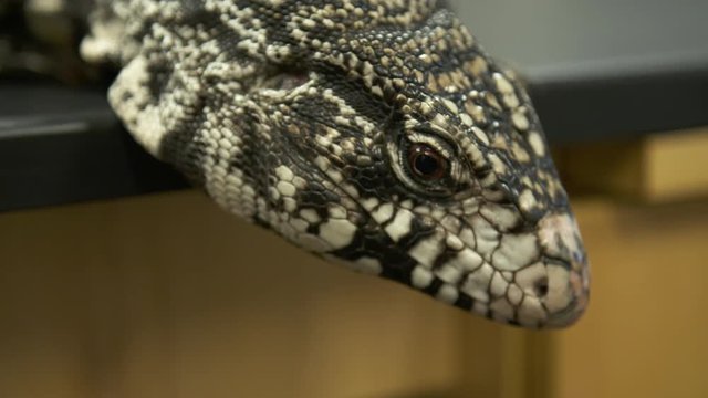 Handheld, close up shot of a white monitor lizard climbing off a table.