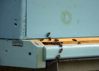 Bees fly to the hive. Beekeeping. A swarm of bees brings honey home. Apiary.