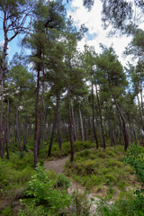Forest road. Summer sunny forest. Nature, season and environment concept.