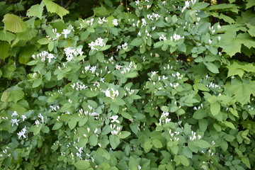 green plants in the garden