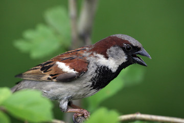 A bird a Sparrow