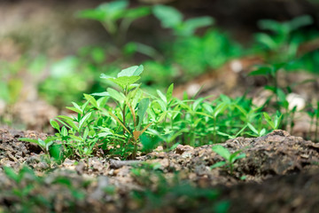 The seedling are growing from the Rock to the morning sunlight that is shining, ecology concept