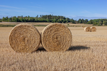 Fototapeta na wymiar Rural landscape with hay bales on the mown field with picturesque forest on the background, Sweden