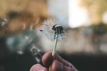 Fototapeta premium dragonfly on a branch dandelion