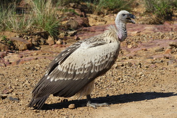 The white-backed vulture is endangered