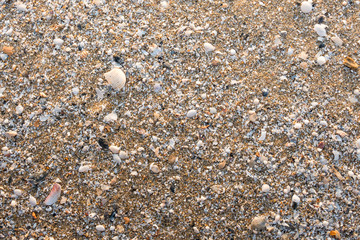 Sea shell on beach in the sunrise