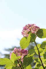 紫陽花の花の咲く頃