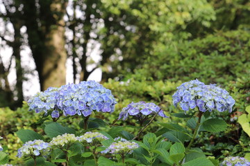 あじさいの花の咲く頃