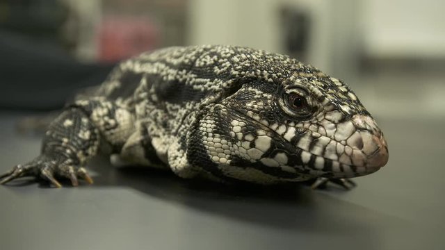 Handheld, close up shot of a white monitor lizard's head.