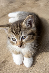 chaton