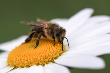 bee on  white and yellow flower head 