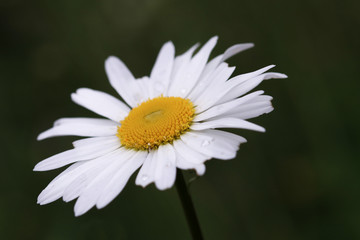 White and yellow flower head  on green background