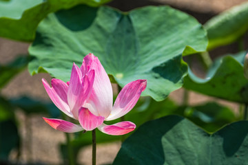 Obraz premium pink Lotus flower