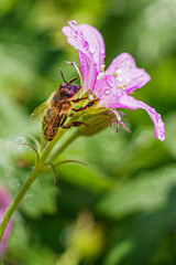 Wild mallow and bee after rain.