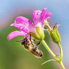 Wild mallow and bee after rain.