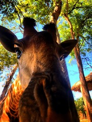 Curious giraffe looking at you.
