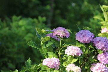 あじさいの花の咲く頃