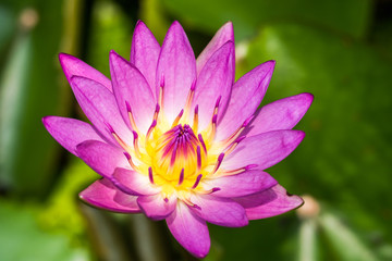 pink Lotus flower