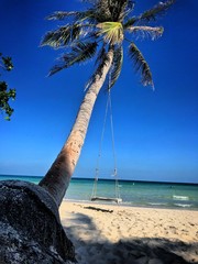 Beautiful ocean view and palm tree.