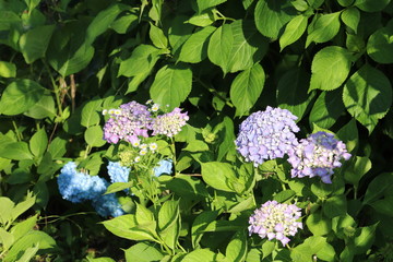 あじさいの花の咲く頃