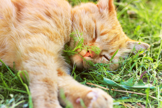 The cat is sleeping. Beautiful red cat lying in the grass