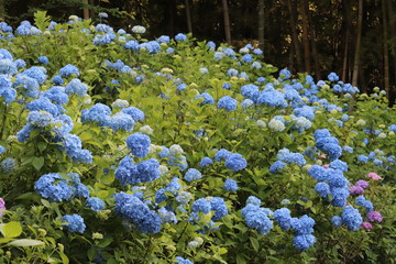 あじさいの花の咲く頃