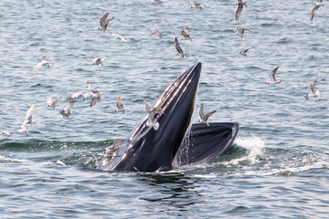 Naklejka premium Bryde's whale feeding in the Gulf of Thailand