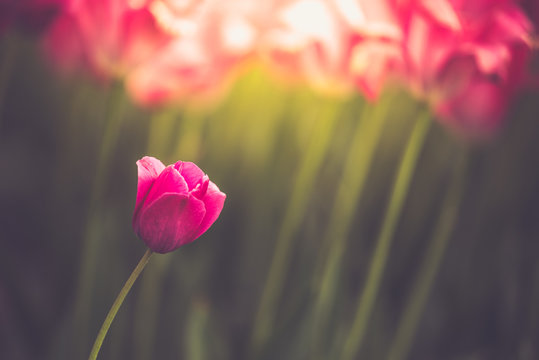 Setting sun light captures a single tulip