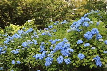 あじさいの花の咲く頃