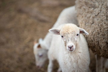 A baby lamb stands close to it's mother in an image with open space