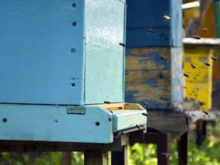 Bees fly to the hive. Beekeeping. A swarm of bees brings honey home. Apiary.