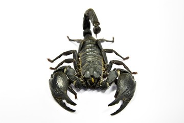 Black scorpions in thailand.The scorpion has eight legs ,Tail often carried in a characteristic forward curve over the back, ending with a venomous stinger.Close up the scorpion on white background.