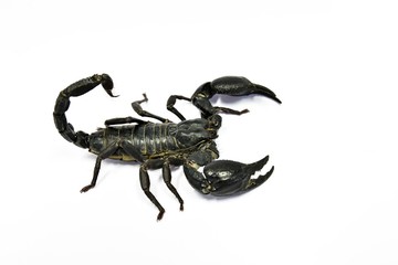 Black scorpions in thailand.The scorpion has eight legs ,Tail often carried in a characteristic forward curve over the back, ending with a venomous stinger.Close up the scorpion on white background.