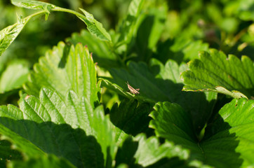grasshopper on the strawberry leaves