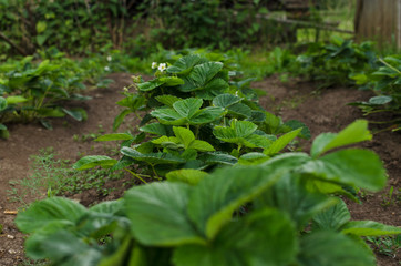 strawberry bushes in the garden