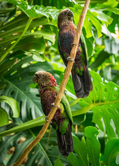 Two Hawk Headed Parrots on Vine in Jungle