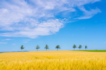 北海道田園風景
