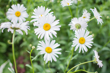 Fototapeta premium Daisy flower on green meadow