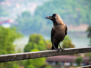 House Crow, Colombo Crow, Ceylon Crow on Metal Railing