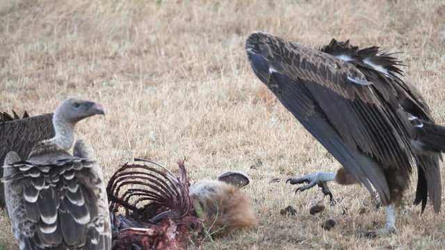 a 180p slow motion clip of a vulture walking at masai mara game reserve in kenya, africa