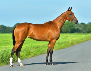 Bay Akhal Teke horse standing on the asphalt road near the grass field in summer.