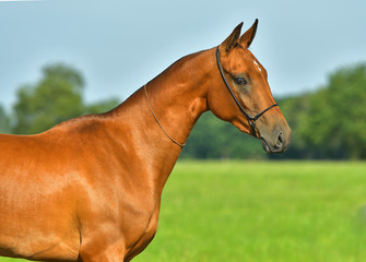 Obraz premium Bay Akhal Teke horse standing in the summer field. Animal portrait.