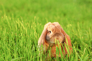 Little lop-eared rabbit sits on the lawn. Dwarf rabbit breed ram at sunset sun. Summer warm day.