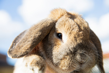 Little lop-eared rabbit on the sky background. Dwarf rabbit breed ram. Summer warm day.