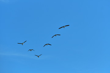 Flock of wild geese migrating in a triangle in a blue sky.